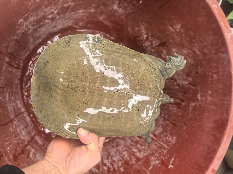 精品广西黄沙鳖，大量供应