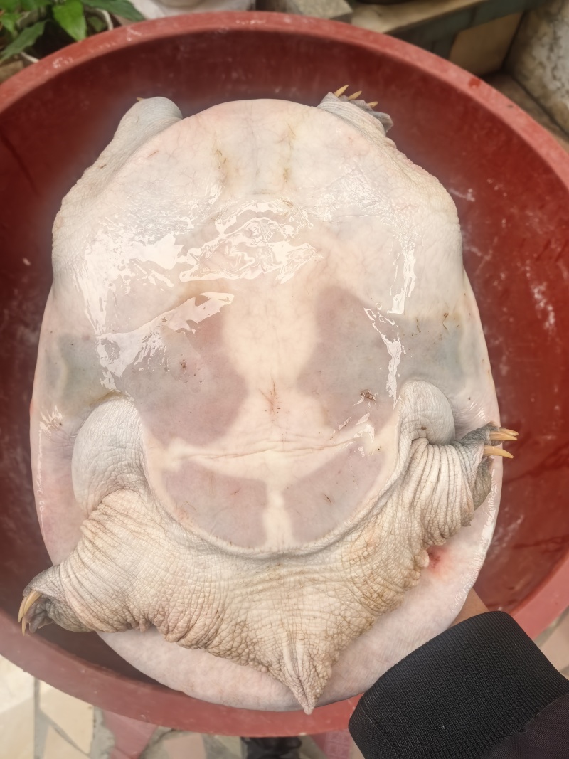 精品广西黄沙鳖，大量供应