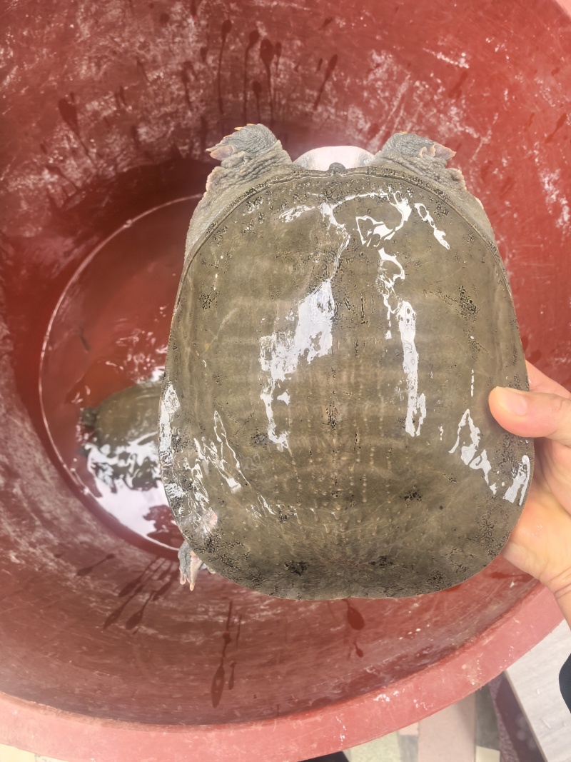 精品广西黄沙鳖，大量供应