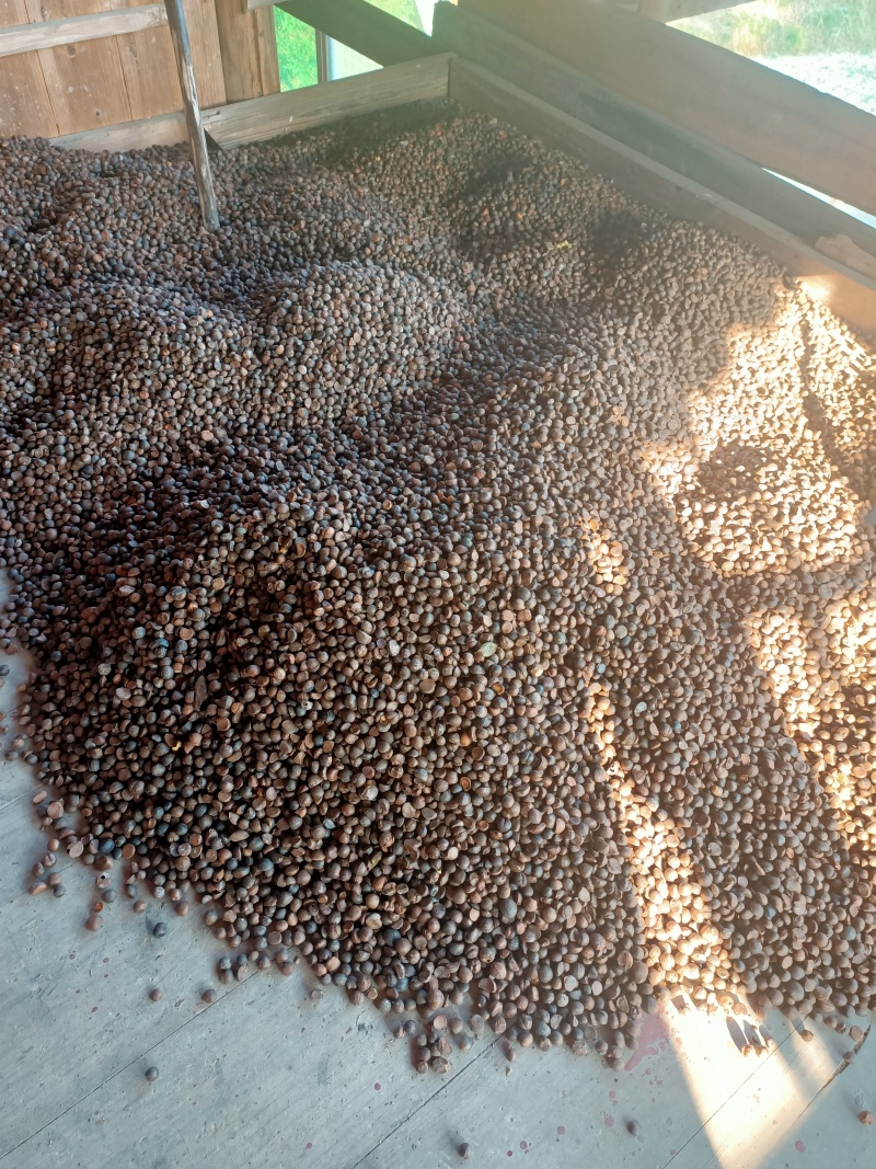 山茶油