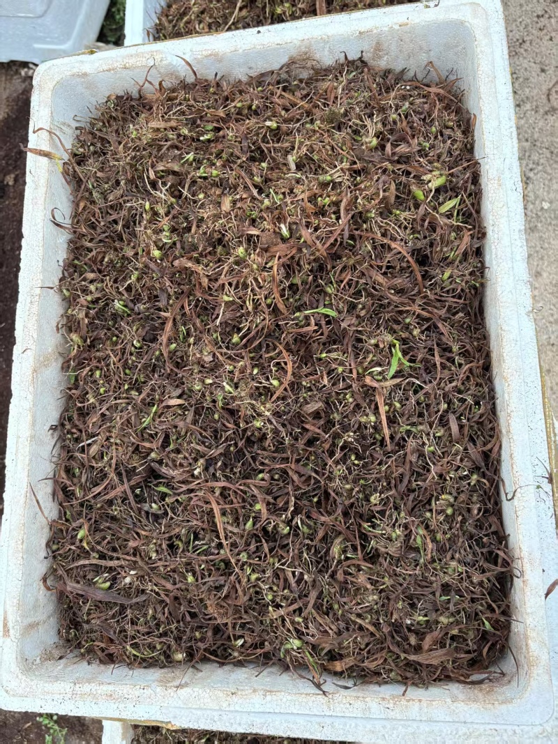紫花三叉白芨直播苗，品质保证，死苗补发一手货源，欢迎来电