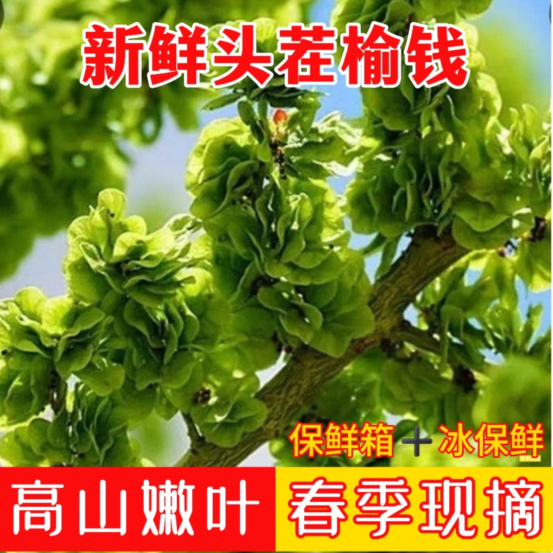 新鲜榆钱，每天现摘！供应各大市场，电商！支持一件代发！