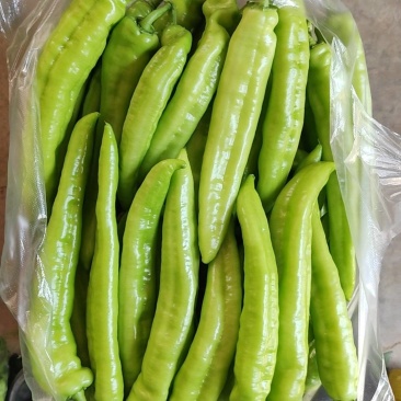 辣椒大棚辣椒