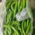 辣椒大棚辣椒