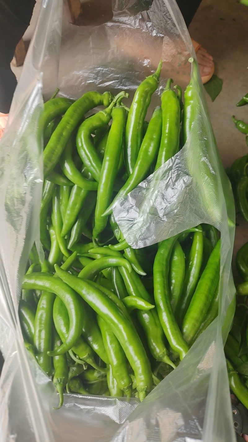 辣椒大棚辣椒