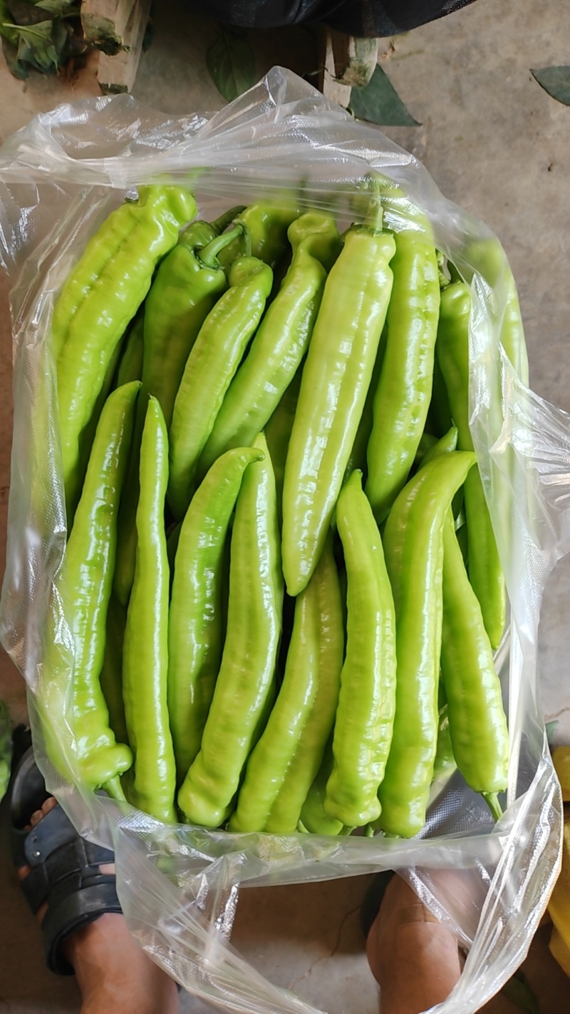 辣椒大棚辣椒