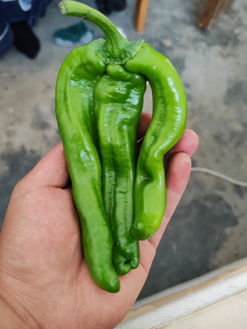 辣椒大棚辣椒