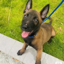 自己家的马犬生了一窝狗狗幼犬2个月，已经会自己吃狗粮