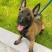 自己家的马犬生了一窝狗狗幼犬2个月，已经会自己吃狗粮
