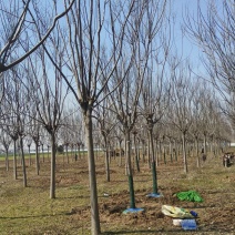 栾树价格14-15公分栾树价格18公分栾树低价出售