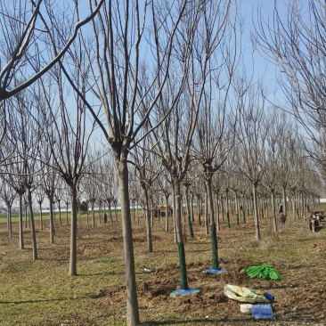 栾树价格14-15公分栾树价格18公分栾树低价出售