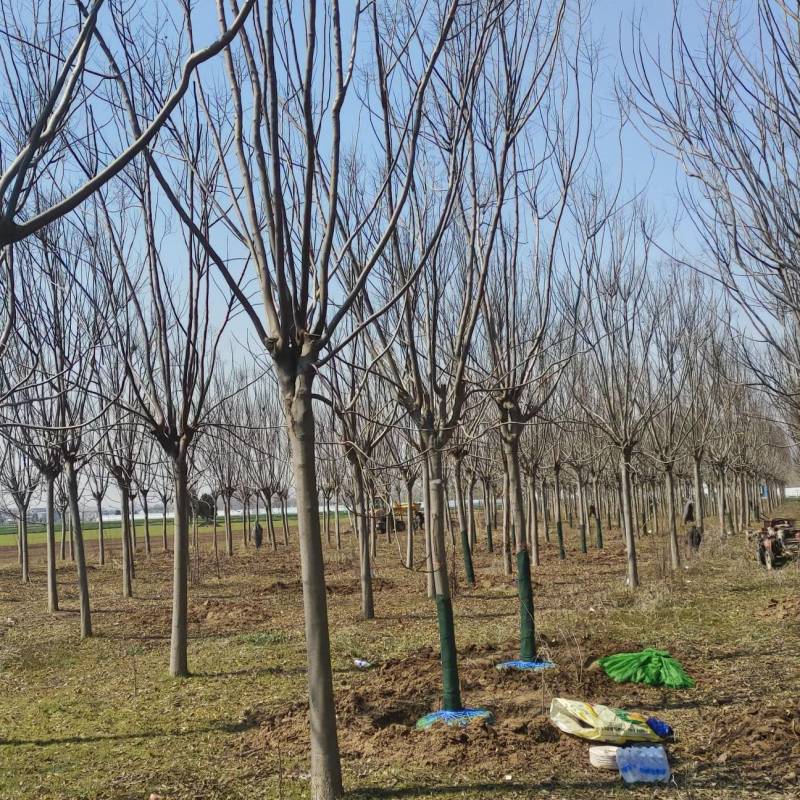 栾树价格14-15公分栾树价格18公分栾树低价出售