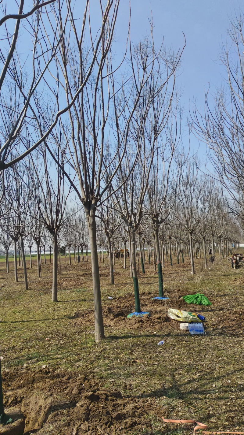 栾树价格14-15公分栾树价格18公分栾树低价出售