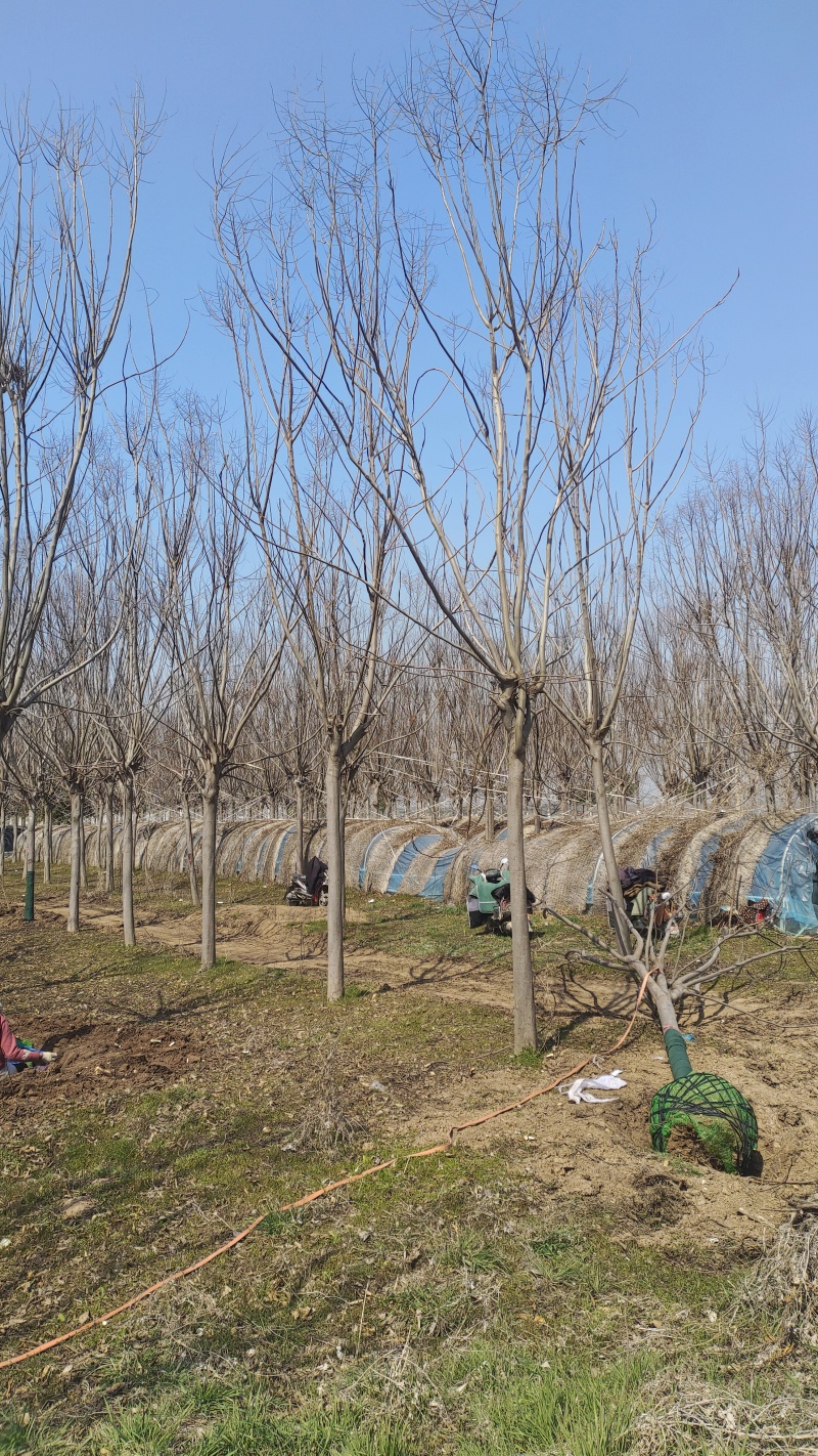 栾树价格14-15公分栾树价格18公分栾树低价出售