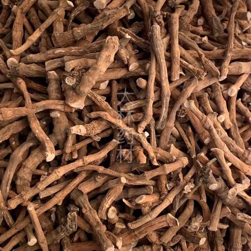 三白草【包邮】三斤起发货可批量可零售量大从优