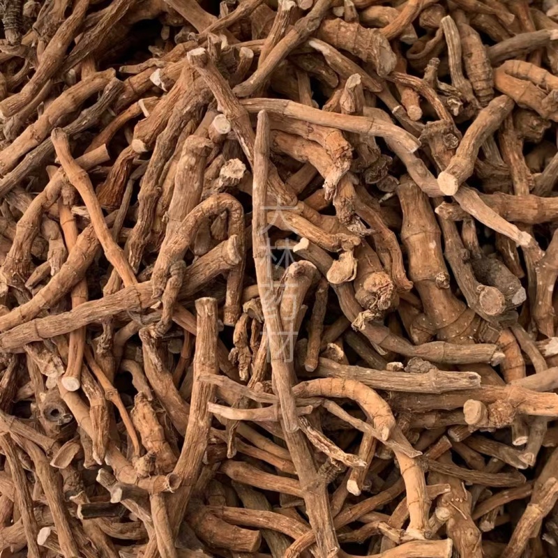三白草【包邮】三斤起发货可批量可零售量大从优