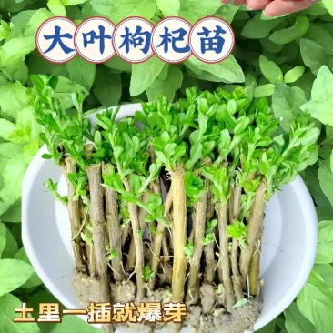 广东大叶枸杞苗，成活率高达98%，可提供种植技术