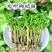 广东大叶枸杞苗，成活率高达98%，可提供种植技术