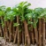 广东大叶枸杞苗，成活率高达98%，可提供种植技术
