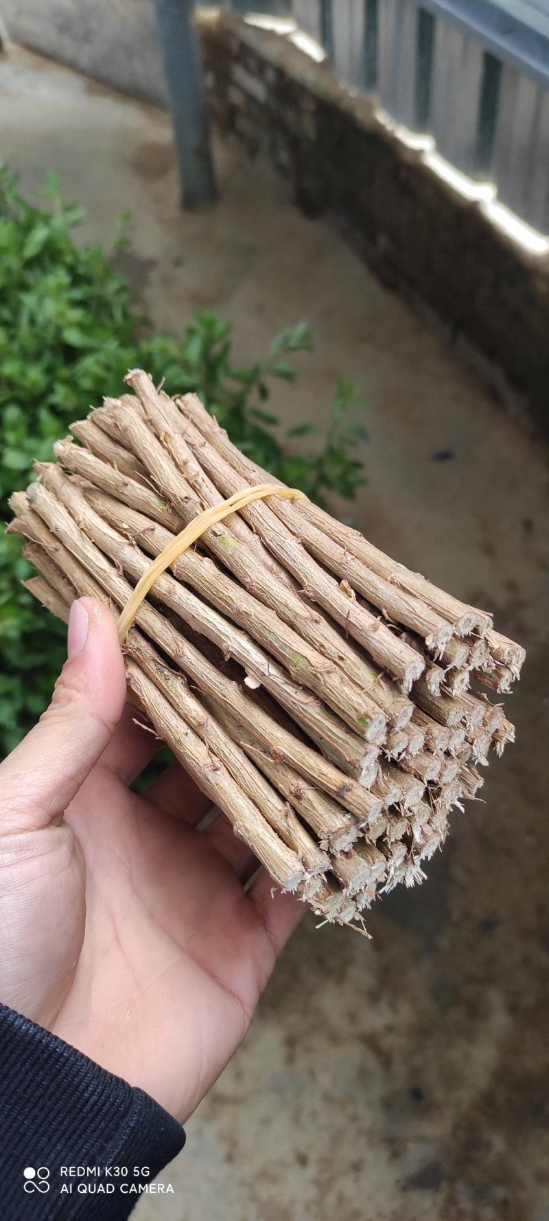 广东大叶枸杞苗，成活率高达98%，可提供种植技术