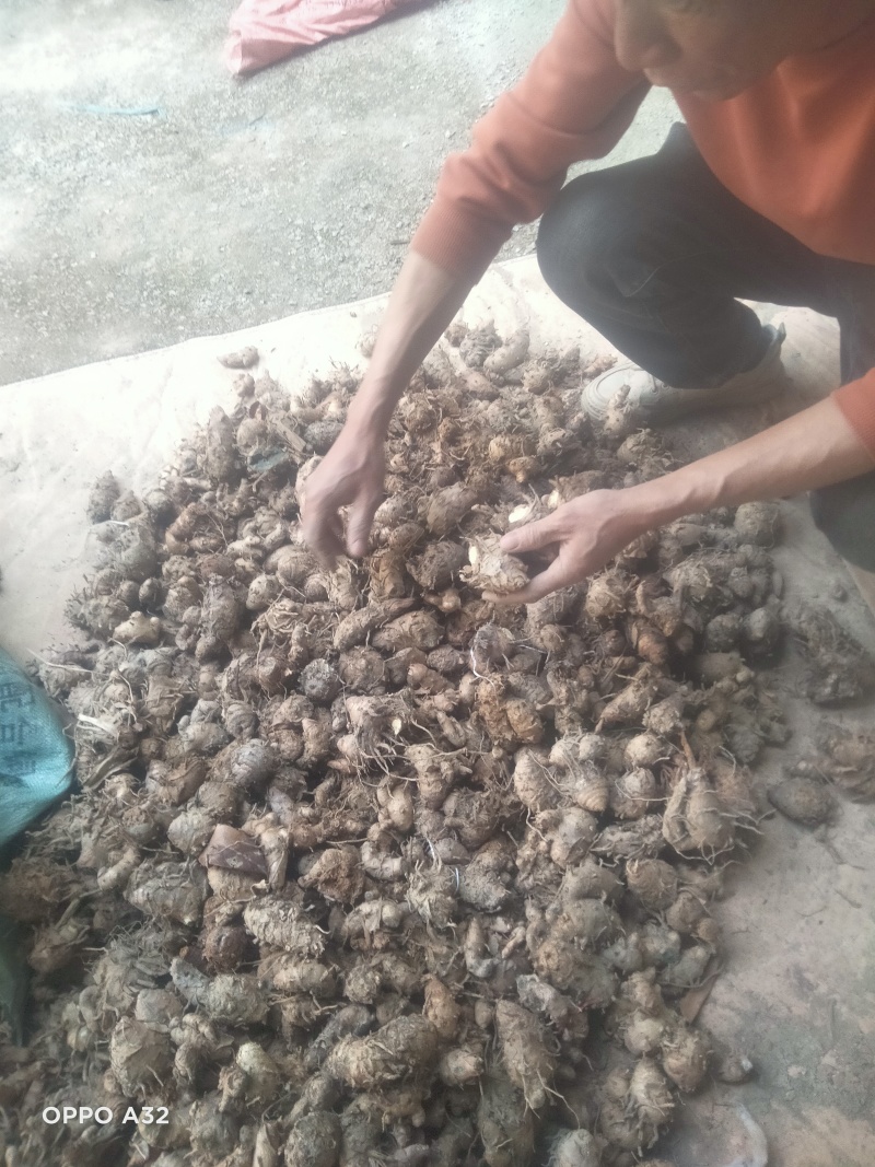 莪术，产地经营，货源充足质量很好，是一种很好中药材。