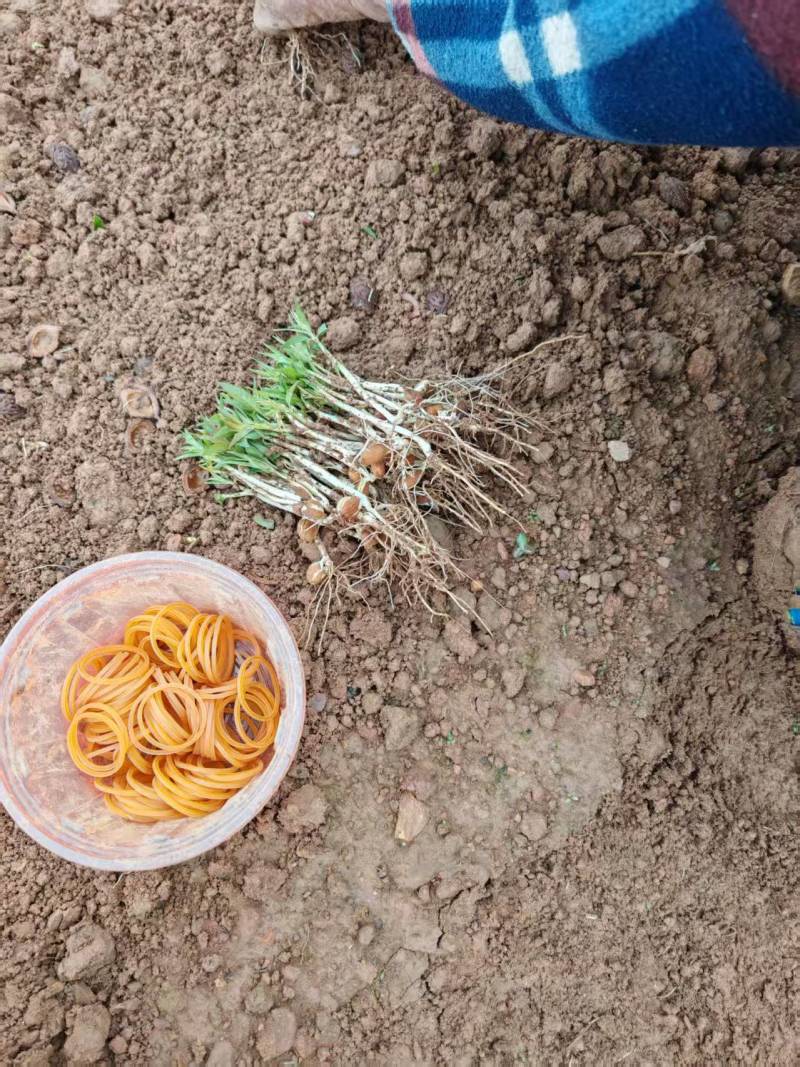 毛桃芽苗，基地直发，品质保证，量大从优，可视频看货