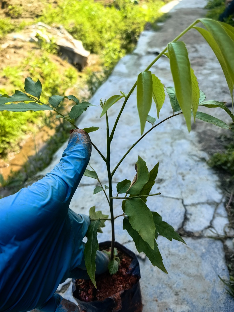 仁面子苗绿化苗仁面果苗仁面子种苗产地直供