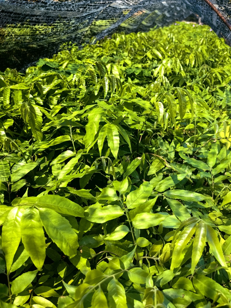仁面子苗绿化苗仁面果苗仁面子种苗产地直供