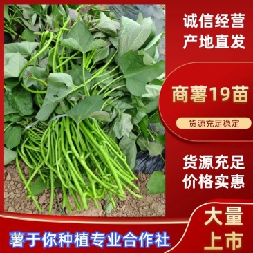商薯19红薯苗河南基地直供货源充足成活率高欢迎订购