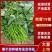 商薯19红薯苗河南基地直供货源充足成活率高欢迎订购