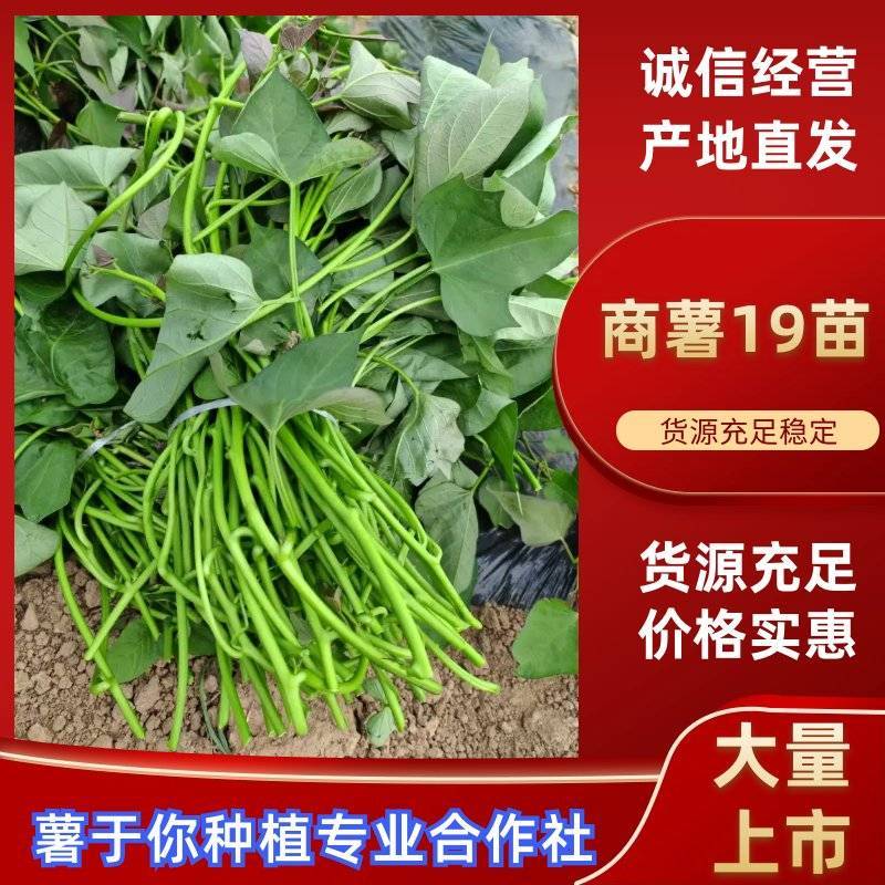 商薯19红薯苗河南基地直供货源充足成活率高欢迎订购