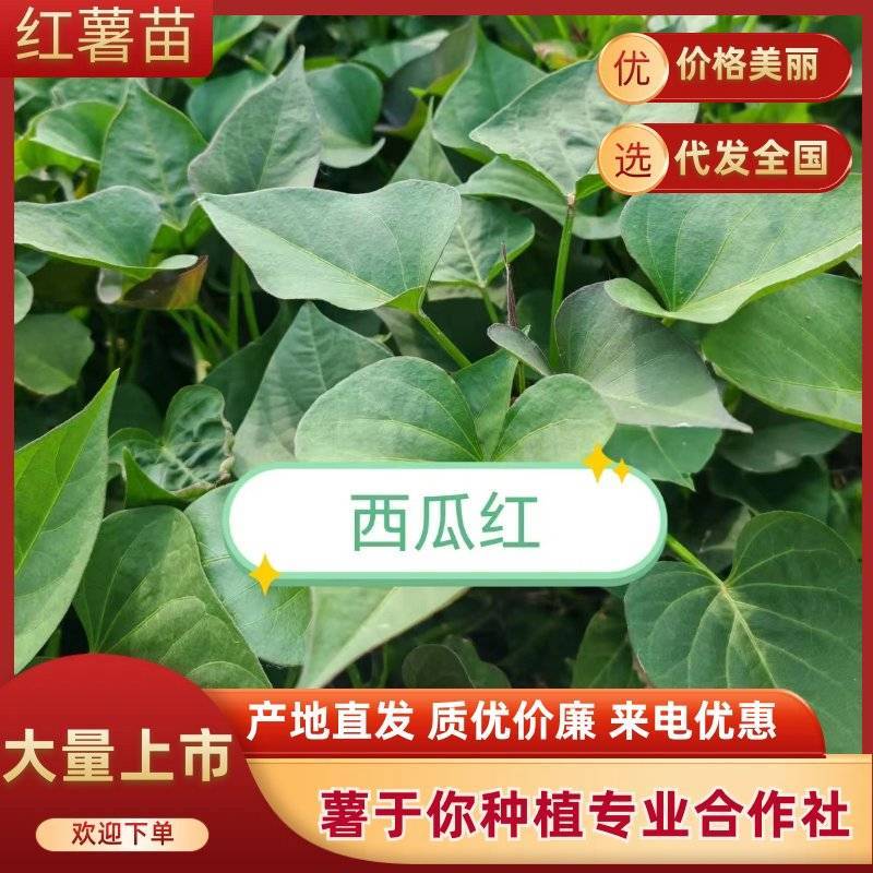 西瓜红薯苗货源充足成活率高河南基地直发欢迎咨询采购