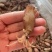 鱿鱼桶地摊批发电商小海兔干淡口小鱿鱼筒干货
