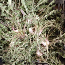 新鲜现挖蒲公英基地种植