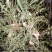 新鲜现挖蒲公英基地种植