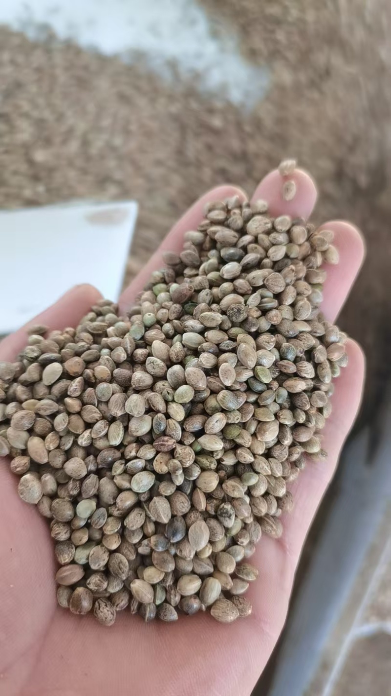 鸽粮，各种小型中型大型鸟粮，当年新粮，****