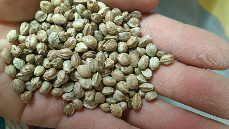 鸽粮，各种小型中型大型鸟粮，当年新粮，****