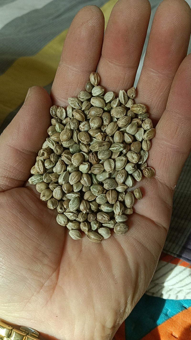 鸽粮，各种小型中型大型鸟粮，当年新粮，****