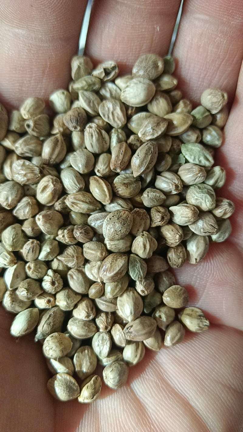鸽粮，各种小型中型大型鸟粮，当年新粮，****