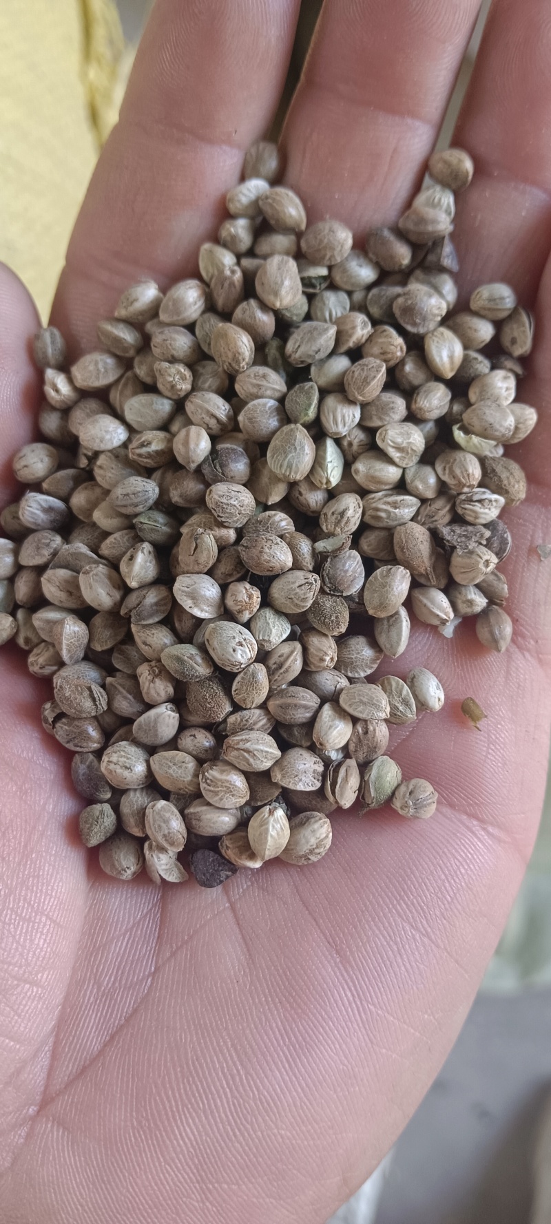 鸽粮，各种小型中型大型鸟粮，当年新粮，****