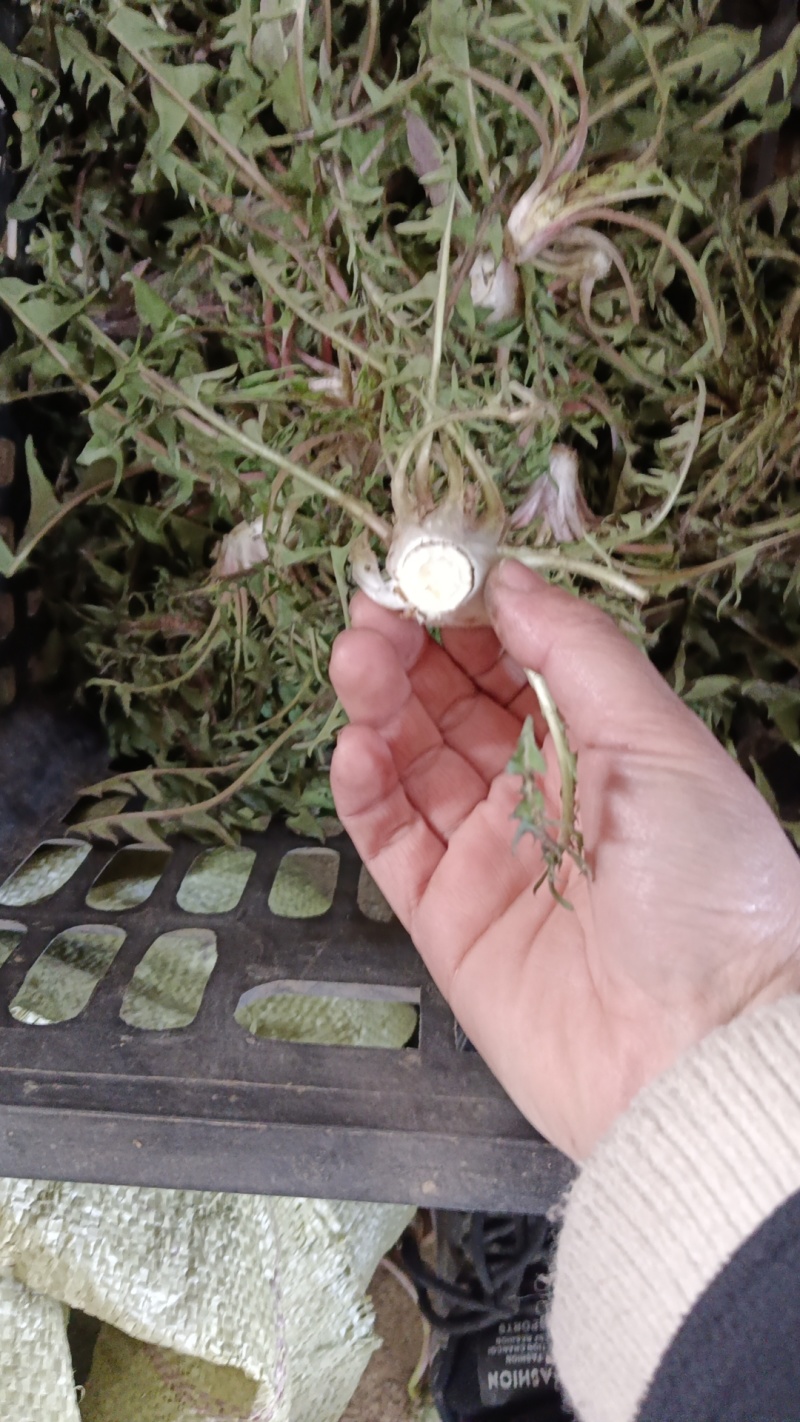 新鲜现挖蒲公英基地种植