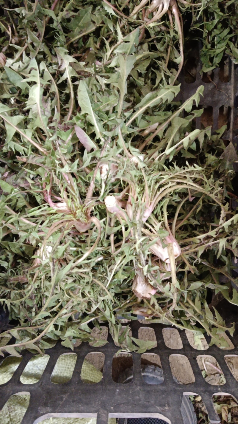 新鲜现挖蒲公英基地种植