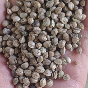 鸽粮，各种小型中型大型鸟粮，当年新粮，****