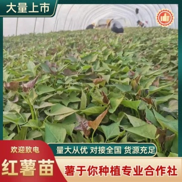 甄选西瓜红红薯苗人工培育品质好价格美丽诚信经营