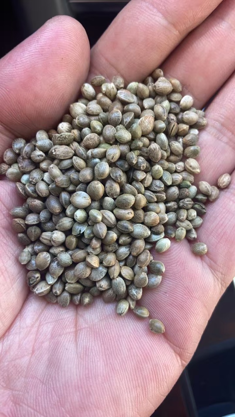 鸽粮，各种小型中型大型鸟粮，当年新粮，****
