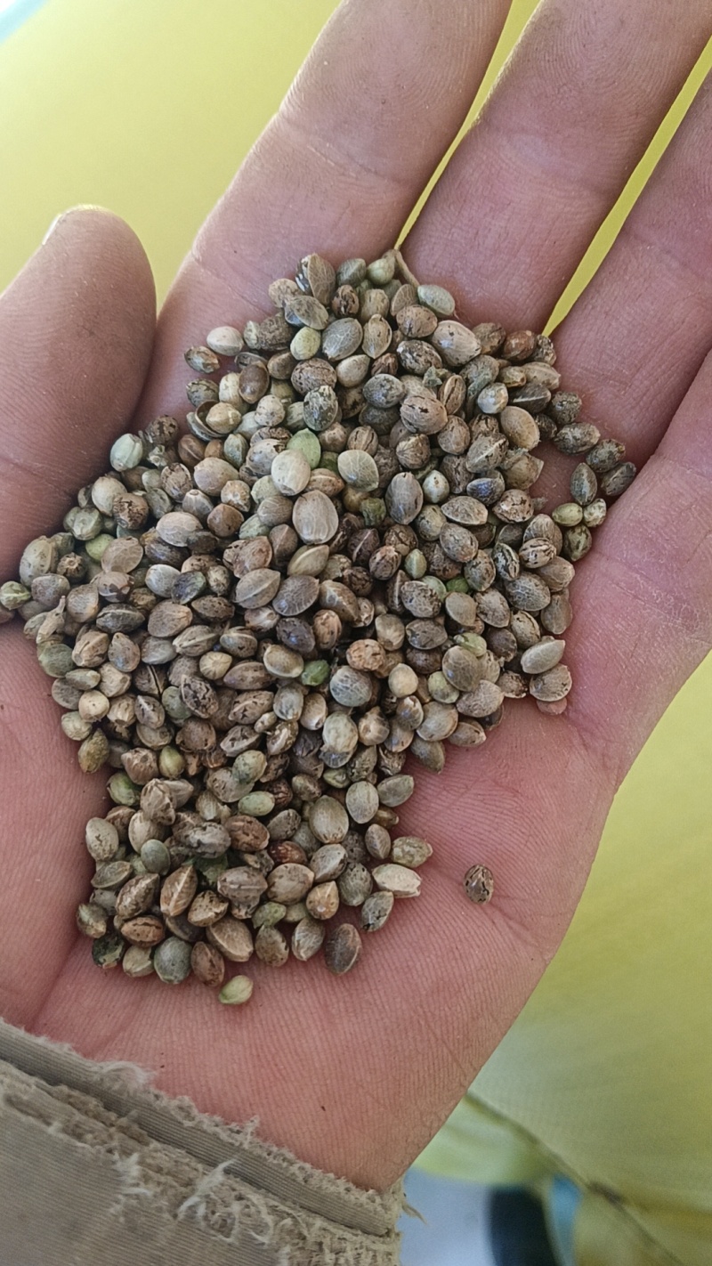 鸽粮，各种小型中型大型鸟粮，当年新粮，****
