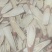 甘草柳叶片