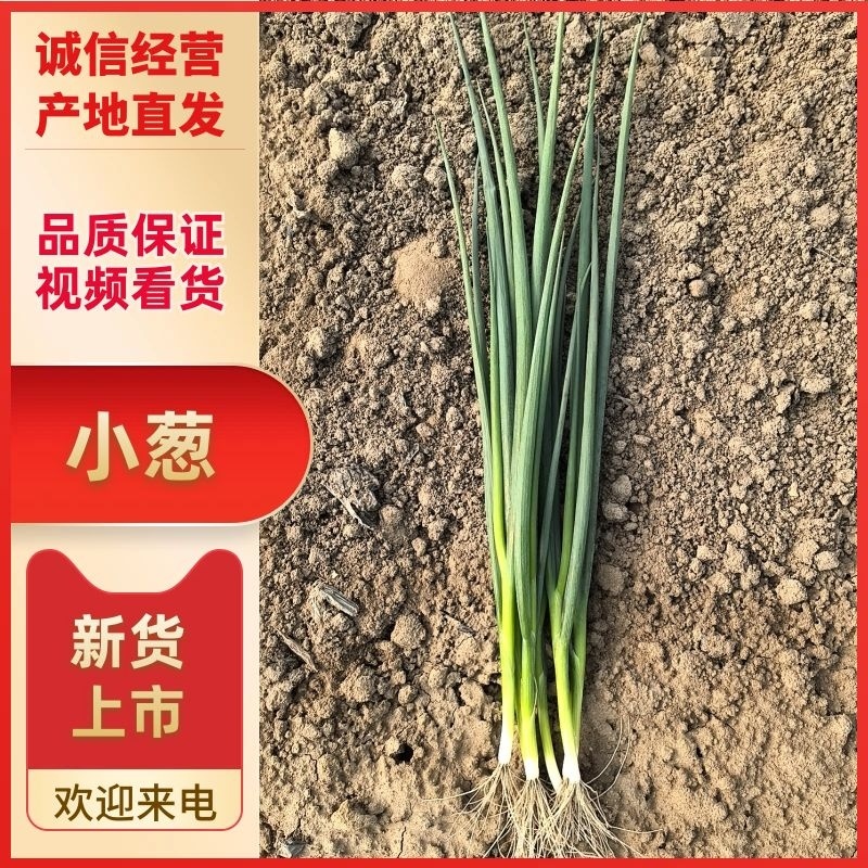 小葱无干尖白点当日分拣打包协助找车欢迎各位老板前来考察