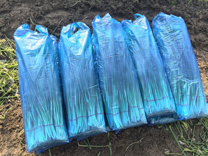 小葱无干尖白点当日分拣打包协助找车欢迎各位老板前来考察