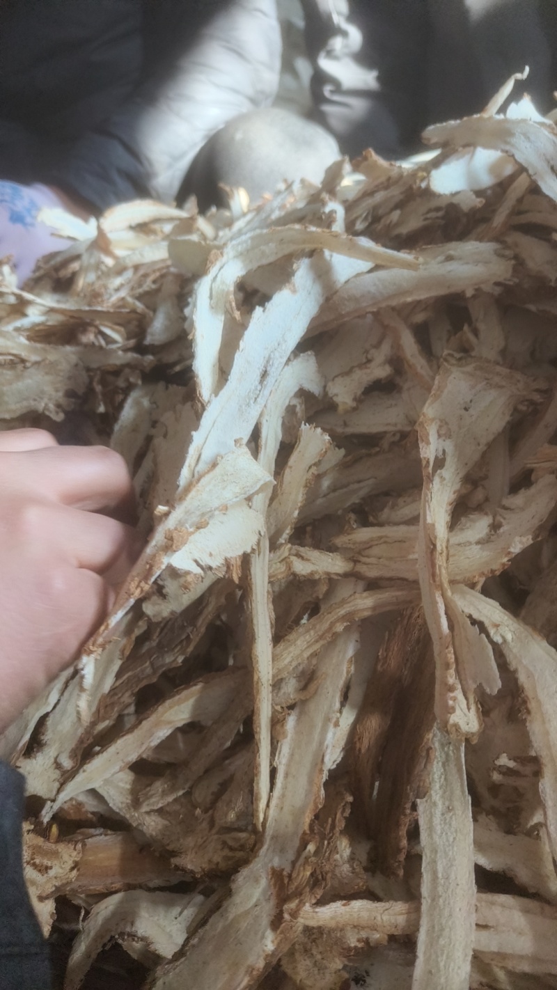 甘肃独活头片现货批发规格齐全可视频看货欢迎实地考察